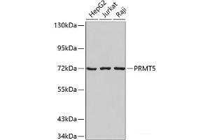 Western blot analysis of extracts of various cell lines using PRMT5 Polyclonal Antibody.