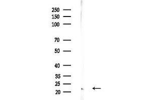 anti-Hairy and Enhancer of Split 6 (HES6) (N-Term) antibody