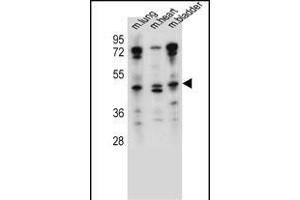 NKD1 Antibody (N-term) (ABIN657536 and ABIN2846554) western blot analysis in mouse lung,heart,bladder tissue lysates (35 μg/lane). (NKD1 Antikörper  (N-Term))