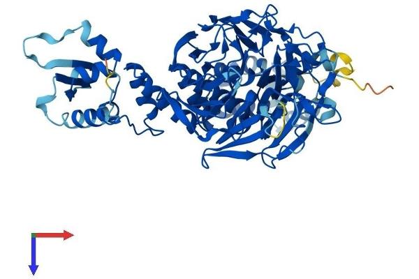 GAN Protein (AA 1-597) (His tag)