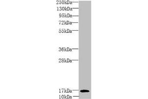 Western blot All lanes: PEA15 antibody at 1. (PEA15 Antikörper  (AA 1-130))