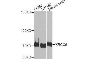 Western blot analysis of extracts of various cell lines, using XRCC6 antibody.