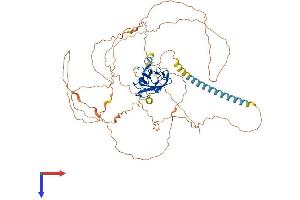 RUNX2 Protein (AA 1-607) (His tag)