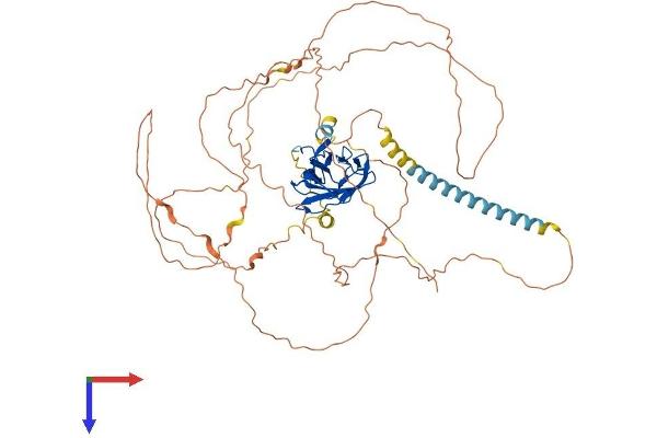 RUNX2 Protein (AA 1-607) (His tag)