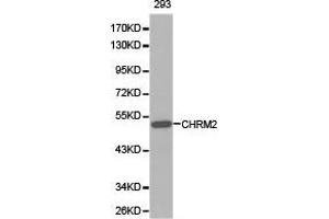 Western Blotting (WB) image for anti-Cholinergic Receptor, Muscarinic 2 (CHRM2) antibody (ABIN1871848) (Muscarinic Acetylcholine Receptor M2 Antikörper)