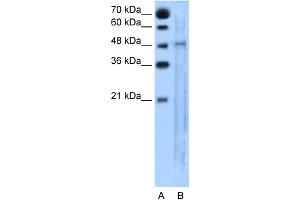 WB Suggested Anti-SLC25A46 Antibody Titration:  5. (SLC25A46 Antikörper  (N-Term))