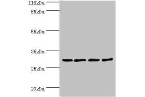Western blot All lanes: MAF1 antibody at 2 μg/mL Lane 1: MCF-7 whole cell lysate Lane 2: PC-3 whole cell lysate Lane 3: Mouse kidney tissue Lane 4: A431 whole cell lysate Secondary Goat polyclonal to rabbit IgG at 1/10000 dilution Predicted band size: 29 kDa Observed band size: 29 kDa (MAF1 Antikörper  (AA 1-256))
