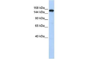 Synaptojanin 1 Antikörper  (N-Term)