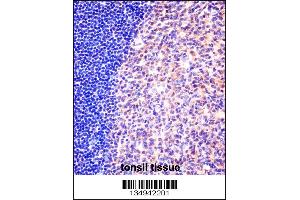 MCM6 Antibody immunohistochemistry analysis in formalin fixed and paraffin embedded human tonsil tissue followed by peroxidase conjugation of the secondary antibody and DAB staining. (MCM6 Antikörper  (N-Term))