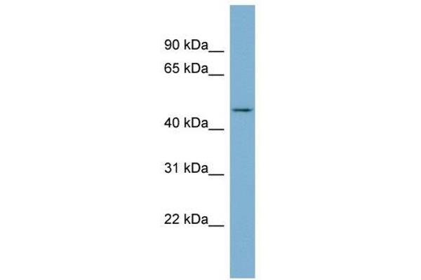 ENOSF1 Antikörper  (N-Term)