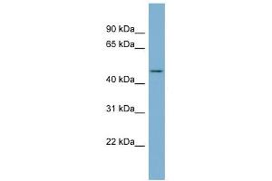 ENOSF1 antibody used at 1 ug/ml to detect target protein. (ENOSF1 Antikörper  (N-Term))