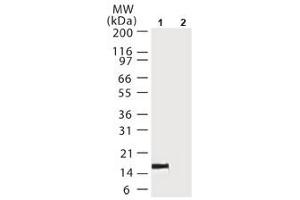 Image no. 1 for anti-Cytochrome C, Somatic (CYCS) antibody (ABIN207924) (Cytochrome C Antikörper)