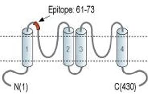 Potassium Channel, Subfamily K, Member 12 (KCNK12) peptide