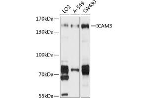 Western blot analysis of extracts of various cell lines, using IC antibody (ABIN1680380, ABIN3018291, ABIN3018292 and ABIN6220426) at 1:1000 dilution. (ICAM-3/CD50 Antikörper  (AA 270-490))
