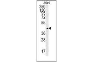 Western blot analysis of FSTL1 Antibody (C-term) in A549 cell line lysates (35ug/lane). (FSTL1 Antikörper  (C-Term))