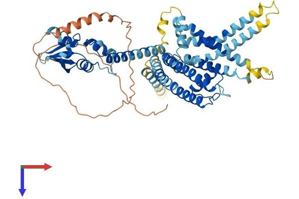 KCNV2 Protein (AA 1-562) (His tag)
