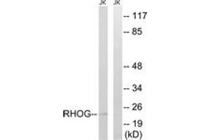 Western blot analysis of extracts from Jurkat cells, using RHOG Antibody.