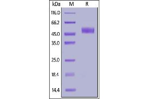 Mouse ICOS (C137S, C138S), Fc Tag on  under reducing (R) condition. (ICOS Protein (AA 21-144) (Fc Tag))