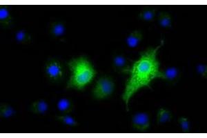 Immunofluorescence (IF) image for anti-Ephrin A2 (EFNA2) antibody (ABIN1497954) (Ephrin A2 Antikörper)