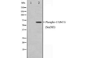 Western blot analysis on K562 cell lysate using Phospho-FANCG(Ser383) Antibody,The lane on the left is treated with the antigen-specific peptide.