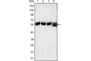 Western blot analysis using LCK mouse mAb against MOLT-4 (1), CCRF-CEM (2), CCRF-HSB-2 (3) and Jurkat (4) cell lysate. (LCK Antikörper)