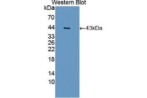 Western blot analysis of the recombinant protein. (PON2 Antikörper  (AA 1-354))