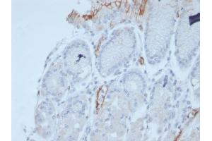 Formalin-fixed, paraffin-embedded human stomach stained with MUC2 Recombinant Mouse Monoclonal Antibody (rMLP/842). (Rekombinanter MUC2 Antikörper)