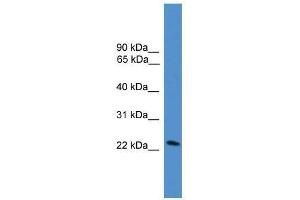 DGAT2L7 antibody used at 0. (DGAT2L7P Antikörper  (C-Term))