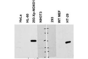 Western blot using  Affinity Purified anti-NOXO1 antibody shows detection of a band ~50 kDa corresponding to human NOXO1 (arrowhead). (NOXO1 Antikörper  (AA 238-252))