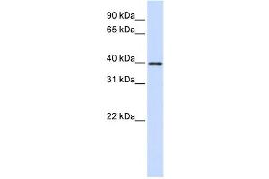Western Blotting (WB) image for anti-Eukaryotic Translation Initiation Factor 3, Subunit G (EIF3G) antibody (ABIN2458504) (EIF3G Antikörper)