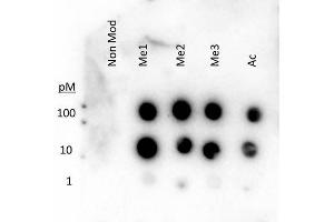 Dot Blot of Rabbit Histone H3 K27 me1-3 ac Antibody. (Histone 3 Antikörper  (H3K27me))