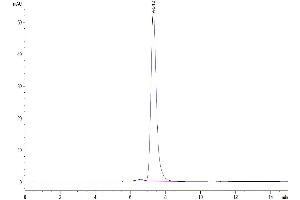 The purity of Human Fas is greater than 95 % as determined by SEC-HPLC. (FAS Protein (AA 26-173) (Fc Tag))