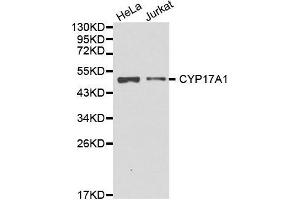 Western blot analysis of extracts of various cell lines, using CYP17A1 antibody. (CYP17A1 Antikörper  (AA 209-508))