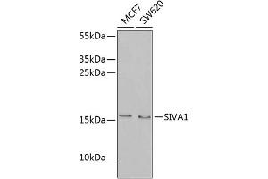 Western blot analysis of extracts of various cell lines, using SIV antibody (ABIN6131289, ABIN6147803, ABIN6147804 and ABIN6221935) at 1:1000 dilution. (SIVA1 Antikörper  (AA 1-110))