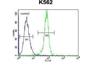 Flow Cytometric analysis of K562 cells using STUB1 / CHIP Antibody (C-term) Cat. (STUB1 Antikörper  (C-Term))
