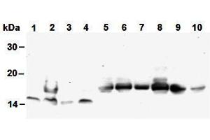 Western Blotting (WB) image for anti-Histone H4 antibody (ABIN1449238) (Histone H4 Antikörper)