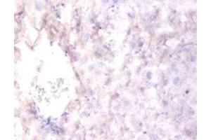 Immunohistochemistry of paraffin-embedded mouse liver tissue using ABIN7167550 at dilution of 1:100 (Reelin Antikörper  (AA 26-254))