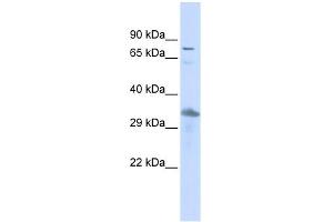 WB Suggested Anti-TEF Antibody Titration:  0. (TEF Antikörper  (Middle Region))