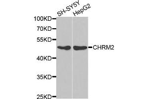 Western blot analysis of extracts of SH-SY5Y and HepG2 cell lines, using CHRM2 antibody. (Muscarinic Acetylcholine Receptor M2 Antikörper)