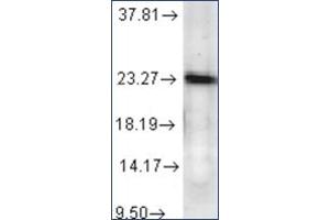 Western Blotting (WB) image for anti-Prostaglandin E Synthase 3 (Cytosolic) (PTGES3) antibody (ABIN263974) (PTGES3 Antikörper)