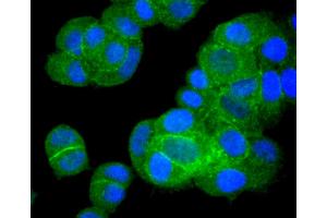 Immunofluorescence (Cultured Cells) (IF (cc)) image for anti-BCL2-Like 1 (BCL2L1) antibody (ABIN5557286)