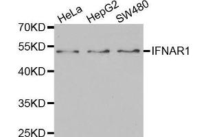 Western blot analysis of extracts of various cell lines, using IFNAR1 antibody. (IFNAR1 Antikörper  (AA 28-290))
