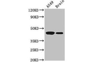 Western Blot Positive WB detected in: A549 whole cell lysate, Mouse brain tissue All lanes: AMT antibody at 3. (Aminomethyltransferase Antikörper  (AA 180-260))