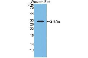 Western Blotting (WB) image for anti-Lipopolysaccharide Binding Protein (LBP) (AA 224-468) antibody (ABIN1859618) (LBP Antikörper  (AA 224-468))