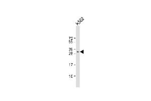 Anti-FAH1B2 Antibody (Center) at 1:1000 dilution + K562 whole cell lysate Lysates/proteins at 20 μg per lane. (PAFAH1B2 Antikörper  (AA 61-89))