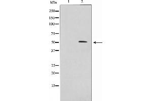Western blot analysis on 293 cell lysate using IRX2 Antibody,The lane on the left is treated with the antigen-specific peptide. (IRX2 Antikörper  (Internal Region))