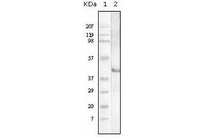 Western Blotting (WB) image for anti-Lipase A, Lysosomal Acid, Cholesterol Esterase (LIPA) antibody (ABIN1108046) (Lipase A Antikörper)