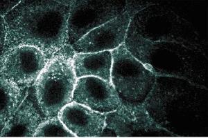 Immunofluorescent staining of MDCK cells. (SPTAN1 Antikörper  (AA 252-371))