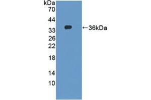 Figure. (DAPP1 Antikörper  (AA 1-280))