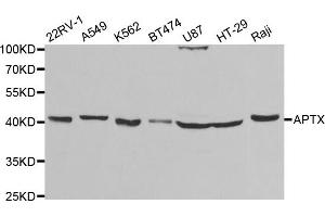 Western Blotting (WB) image for anti-Aprataxin (APTX) antibody (ABIN1876552) (Aprataxin Antikörper)